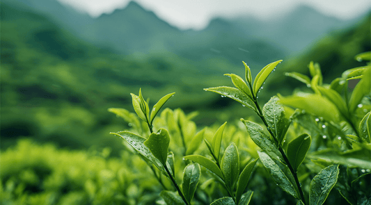 What Are Tea Polyphenols and Catechins?