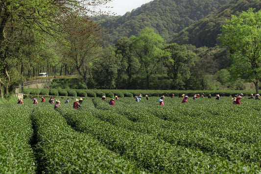 How to Brew Perfect Chinese Green Tea