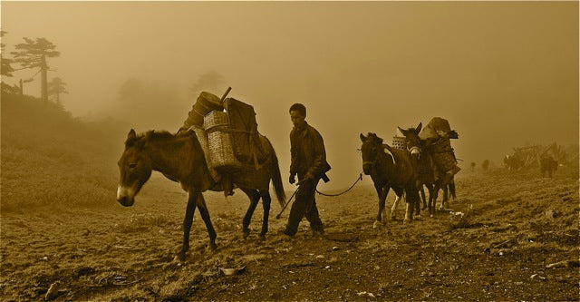 The Leaf of Legends: A Journey Through the History and Culture of Chinese Tea