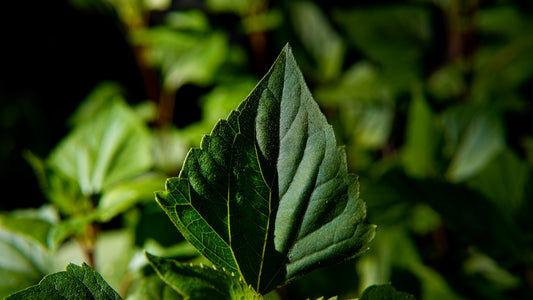green leaf in close up photography