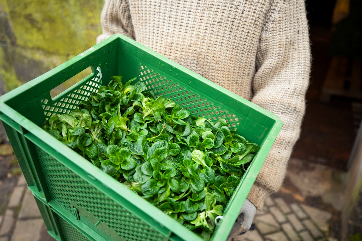 a person holding a basket full of green plants