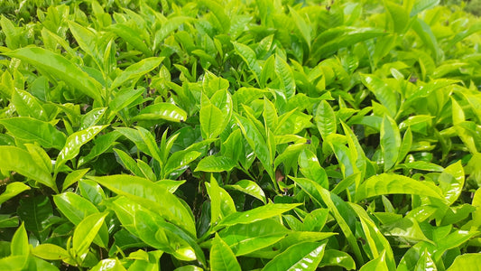 a close up of some leaves