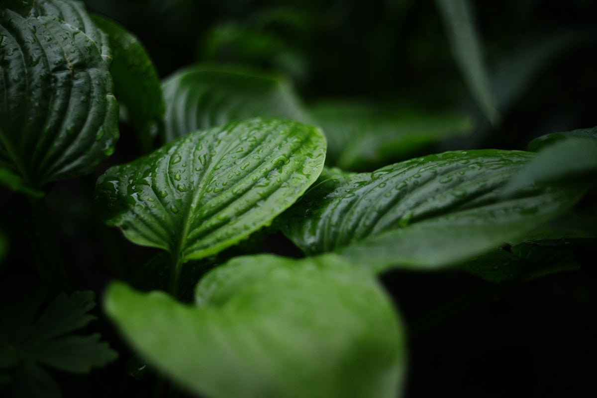 a close up of a green leafy plant