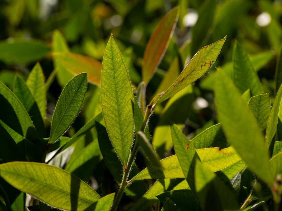 Vibrant green leaves capture sunlight.