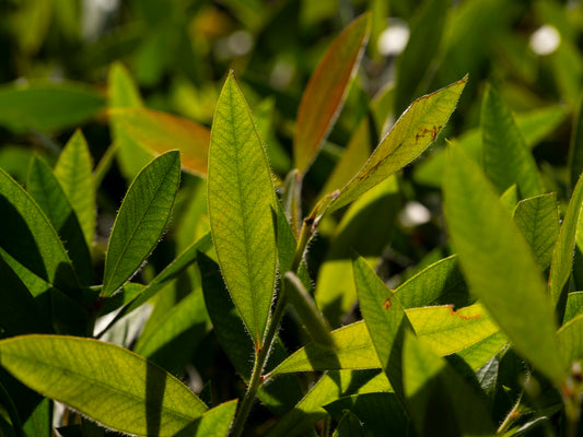 Vibrant green leaves capture sunlight.