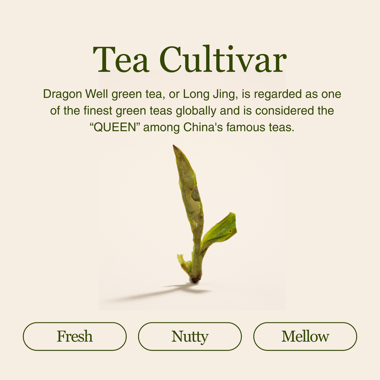 Dragon Well - Green Tea