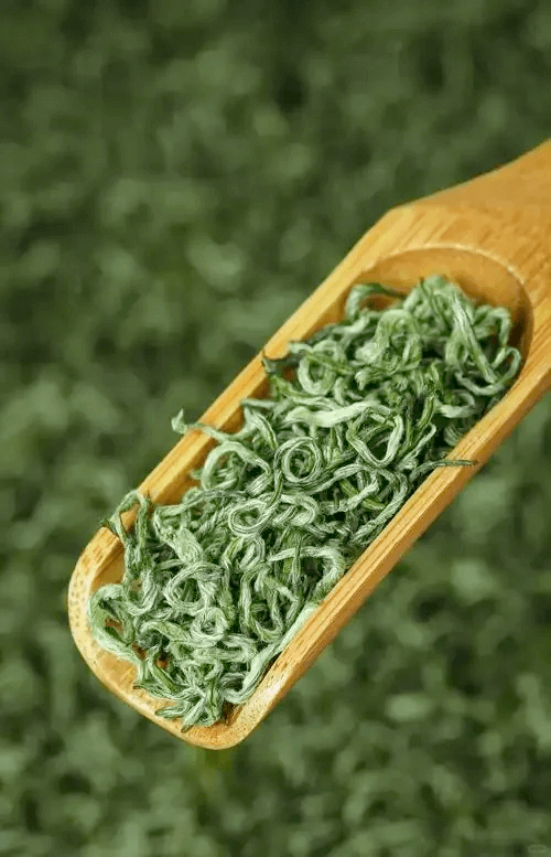 Bi Luo Chun Green Tea - Tea Start - Green Tea- Tea Start