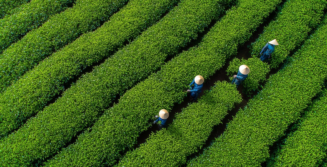 How Fire Processing Shapes Green Tea Quality: Aroma Types Explained