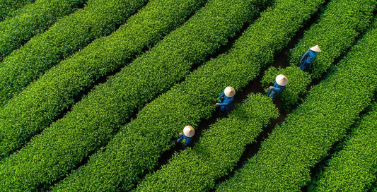 How Fire Processing Shapes Green Tea Quality: Aroma Types Explained