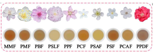 Flower Tea: More Than an Aesthetic. Finding the Right Petal for Your Health