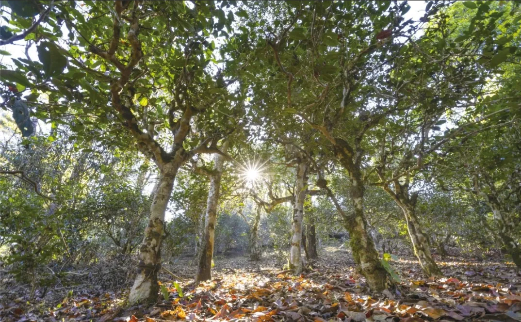 The Ultimate Guide to Tea: History, Types, and Production