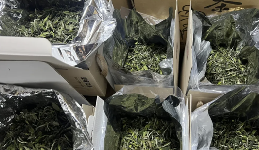 From Tea to Treasure: The 3 Essential Rules for Aging White Tea