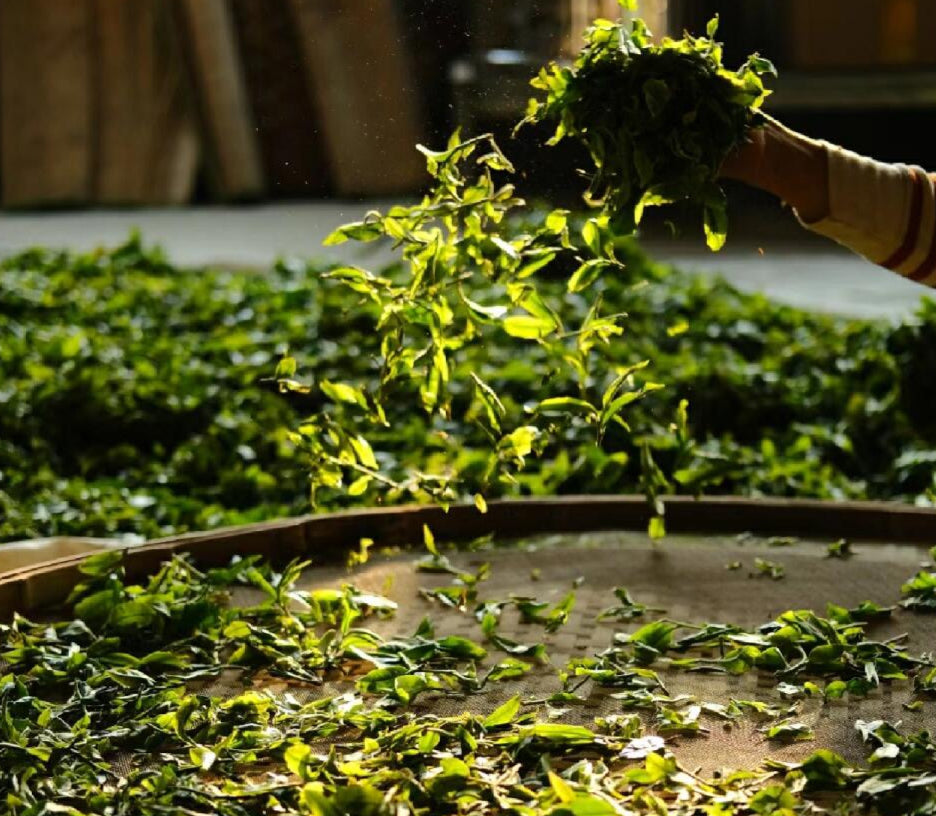 Why Oolong Tea Might Be the Most Fascinating Tea You’ll Ever Taste