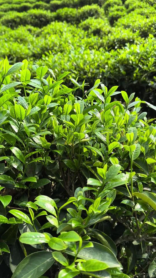 Does Green Tea Have Caffeine? Mg Chart (Chinese Tea vs Coffee)