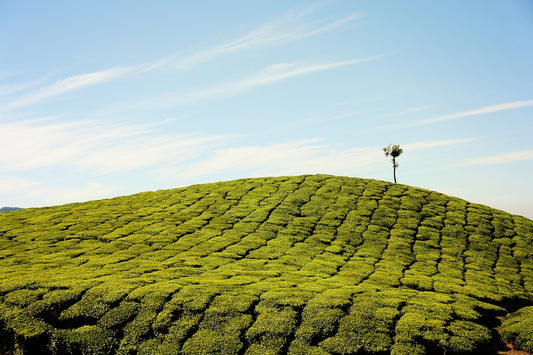 green fields at daytime