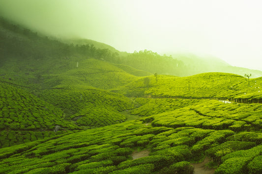 green fields