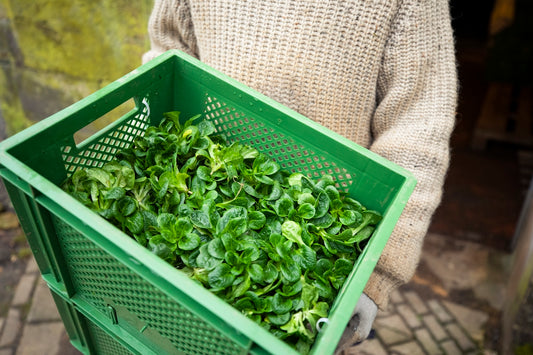 a person holding a basket full of green plants
