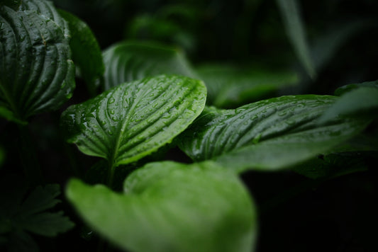 a close up of a green leafy plant