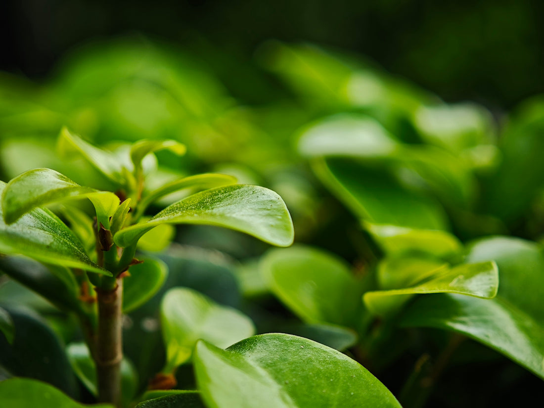 Close-up of lush green leaves with shallow depth of field