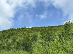 Wu Ye Dancong