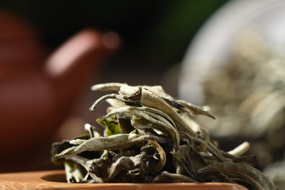 NO.1521 Fuding Old White Tea - Tea Start - White Tea- Tea Start
