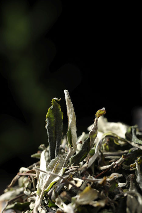 NO.1520 White Tea - Tea Start - White Tea- Tea Start