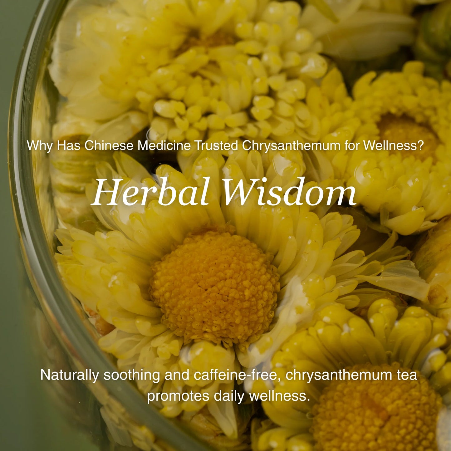 Chrysanthemum Herbal Tea – 80g/2.8oz