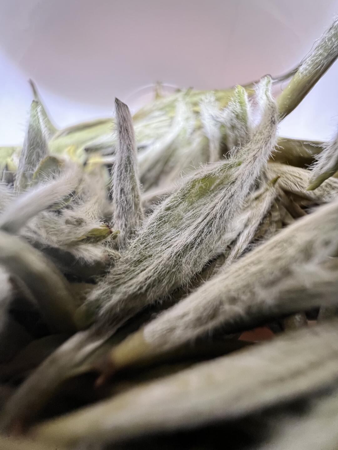 Close-up of Baihao Silver Needle