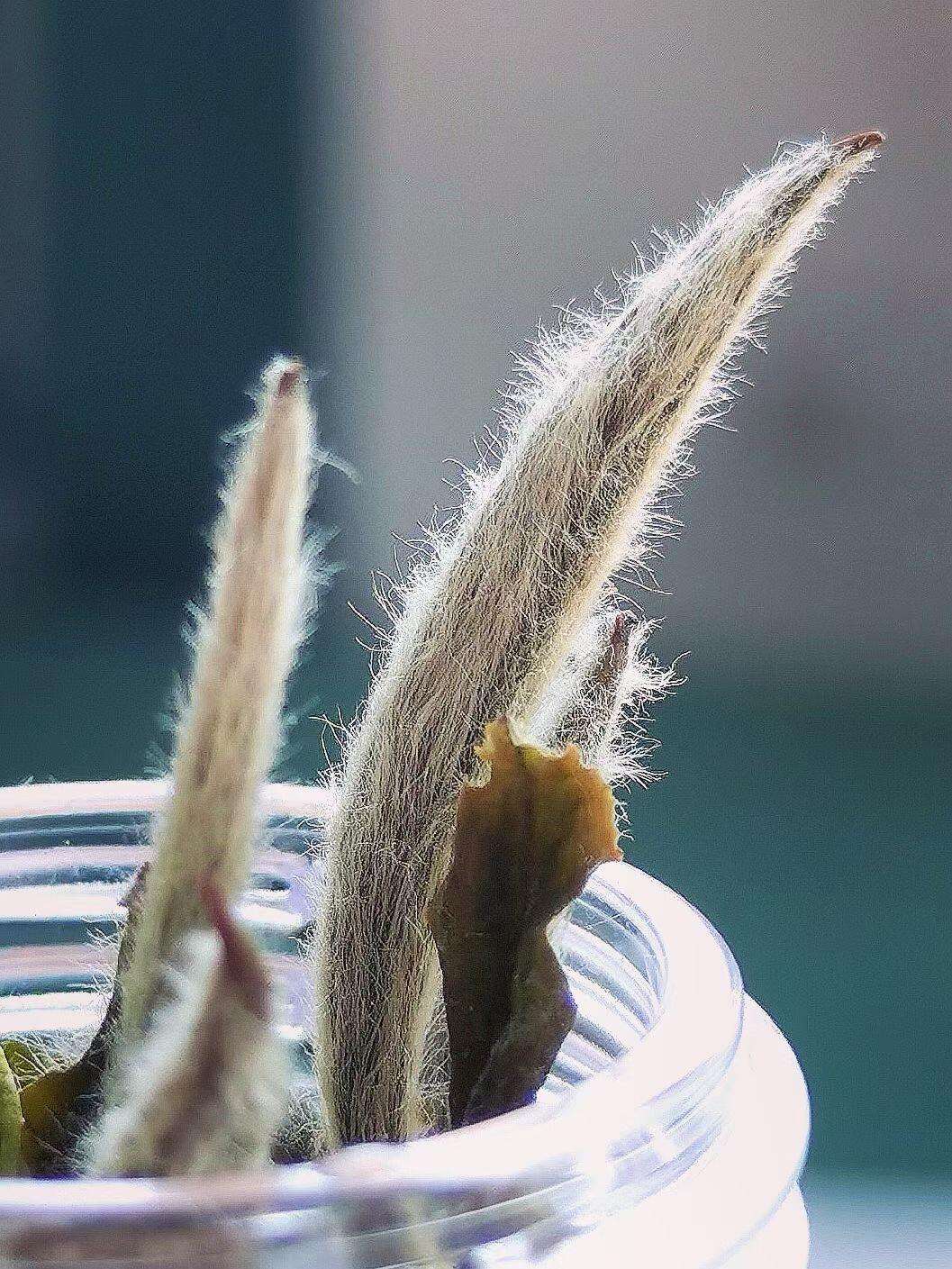 Silver Needle Baihao Display-close up