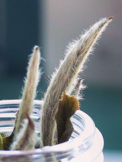 Silver Needle Baihao Display-close up