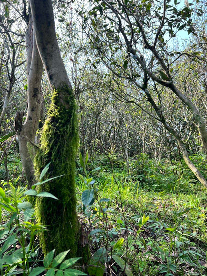 Silver Needle Tea Tree