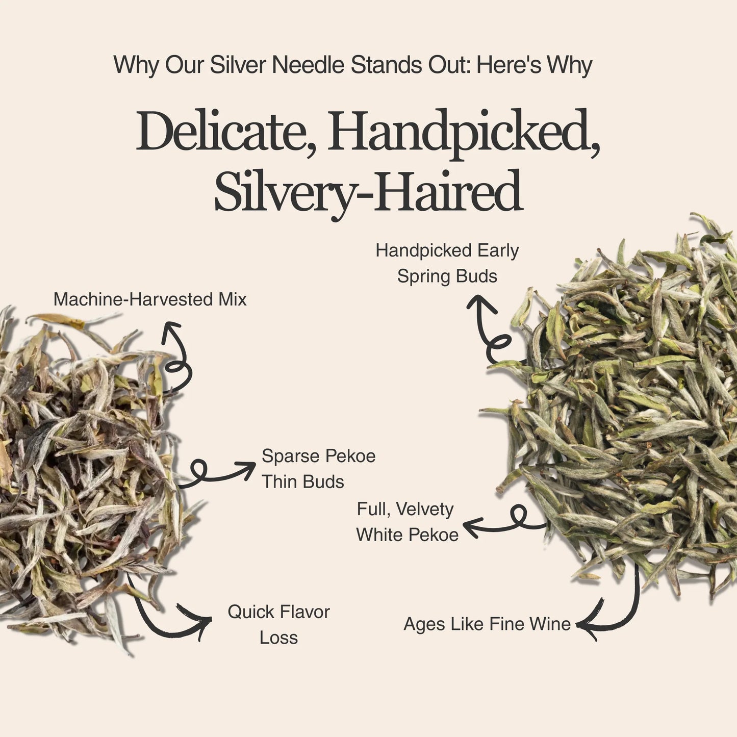 Silver Needle White Tea – 50g/1.8oz