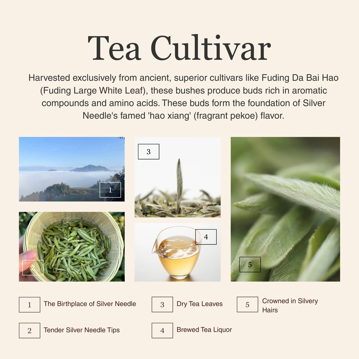 Silver Needle White Tea – 50g/1.8oz