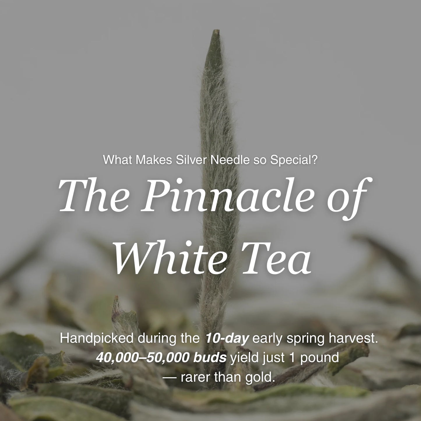 Silver Needle White Tea – 50g/1.8oz