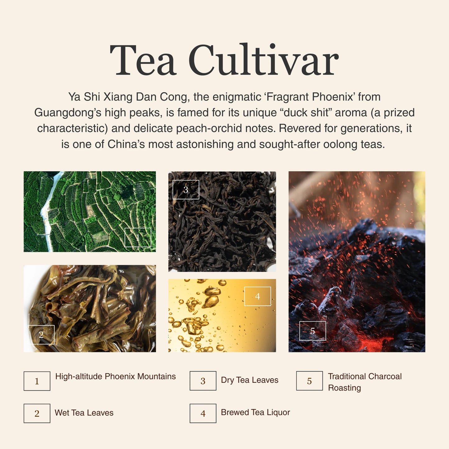 Phoenix Oolong (Ya Shi Xiang) Dan Cong – 50g/1.8oz