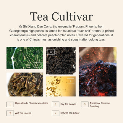 Phoenix Oolong (Ya Shi Xiang) Dan Cong – 50g/1.8oz