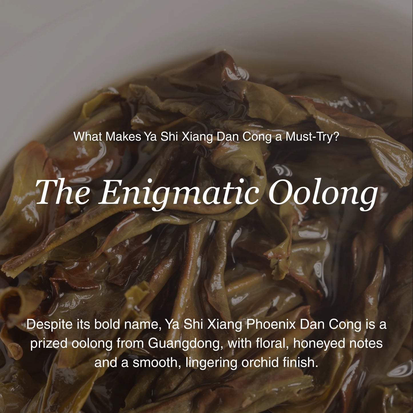 Phoenix Oolong (Ya Shi Xiang) Dan Cong – 50g/1.8oz